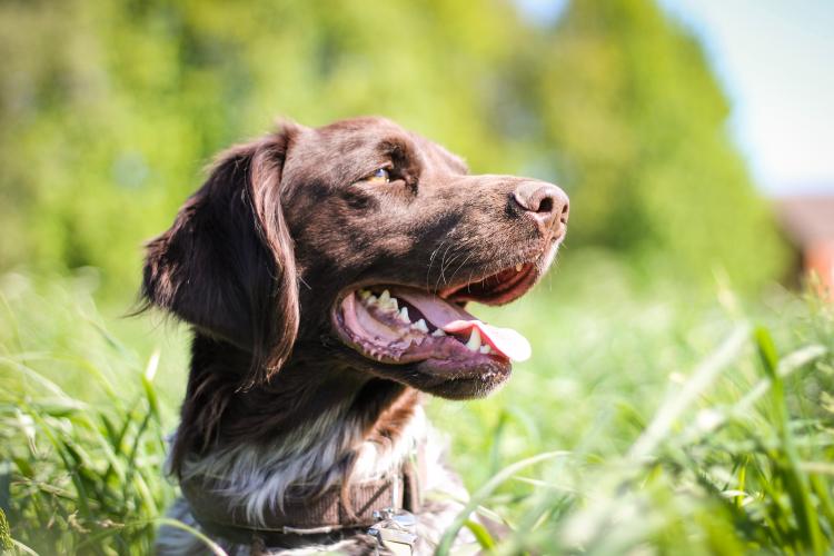 Proprietarii de câini riscă să fie amendați cu până la 10.000 de lei dacă nu respectă reglementările în vigoare