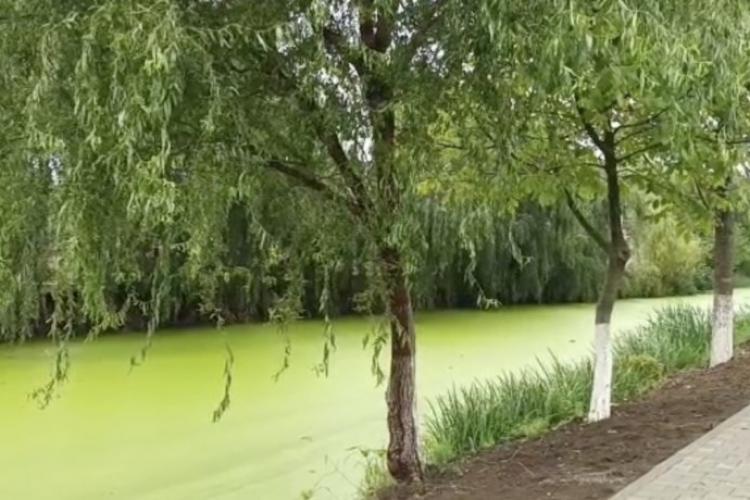 Fenomen ciudat, observat în Râul Pasărea. Și-a schimbat total culoarea. „Din apă limpede a ajuns să fie verde intens”