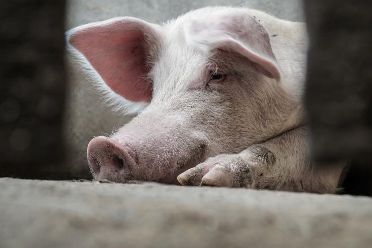Industria cărnii de porc din Europa, amenințată de pesta porcină africană. În România sunt cele mai multe focare