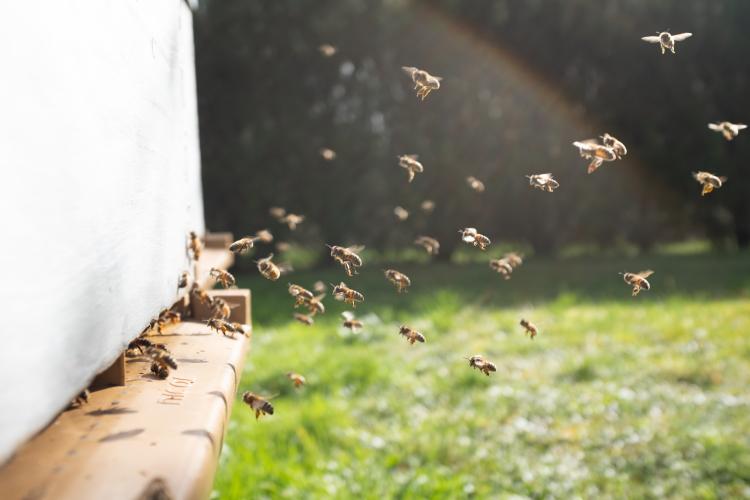 Un tânăr de 20 de ani a fost înţepat de 20.000 de albine. „Avea o pătură neagră” pe cap, până la gât și pe brațe