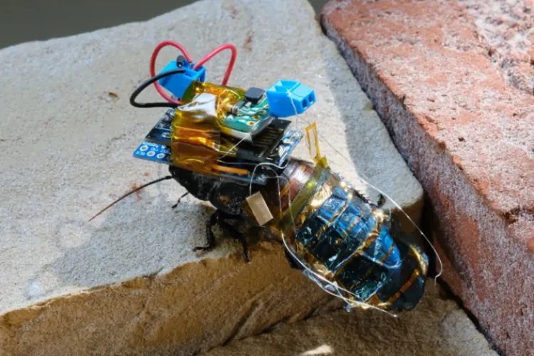 FOTO - Oamenii de știință au creat gândaci-cyborg controlați de la distanță. Vor ajuta la salvarea victimelor dezastrelor naturale  