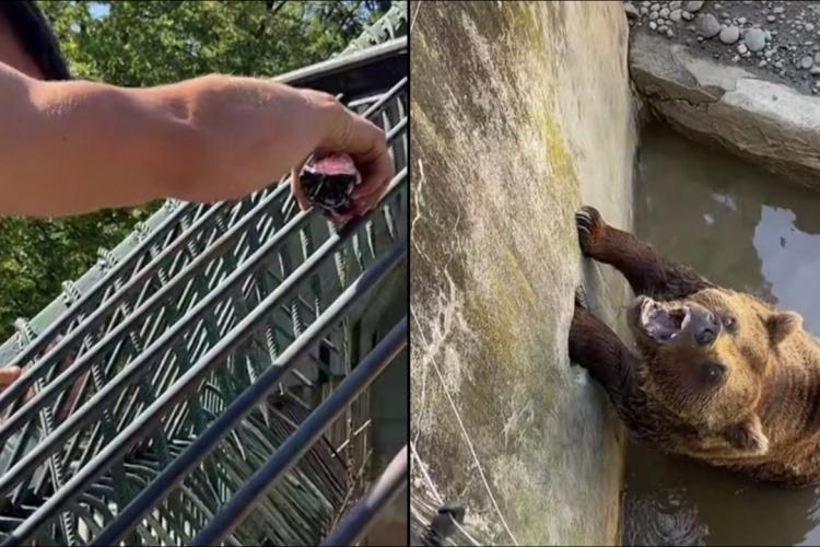VIDEO - Un vizitator al Grădinii Zoologice din Târgu-Mureș, filmat în timp ce îi dă să bea suc unui urs