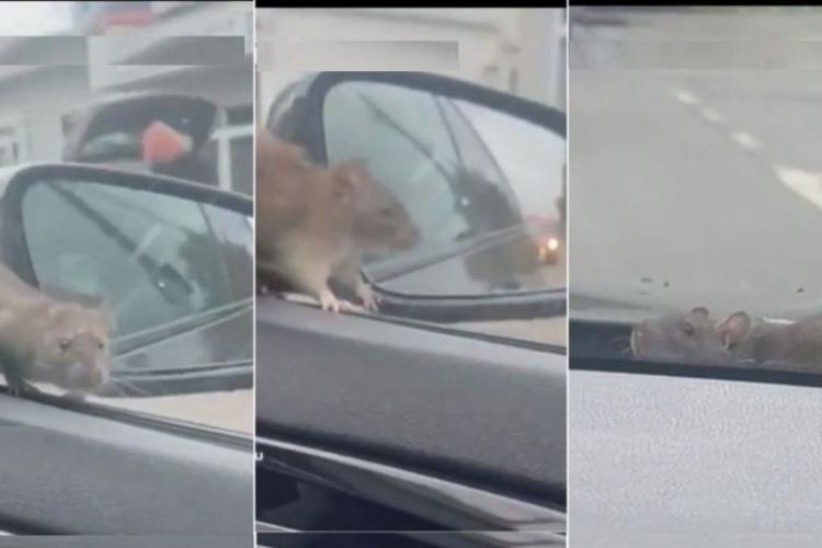 VIDEO - Moment desprins din desene animate: Un șobolan sare pe parbrizul unei mașini în timp ce autoturismul se afla în mișcare 