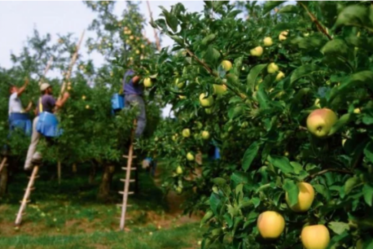 Muncitori ținuți flămânzi și fără bani timp de două săptămâni, într-o fermă pomicolă din Belgia. Au mâncat mere culese de ei