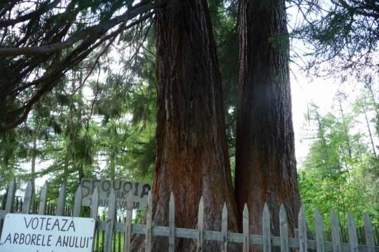 Drumul spre Arborele de Sequoia, din satul  Rogojel, va fi modernizat