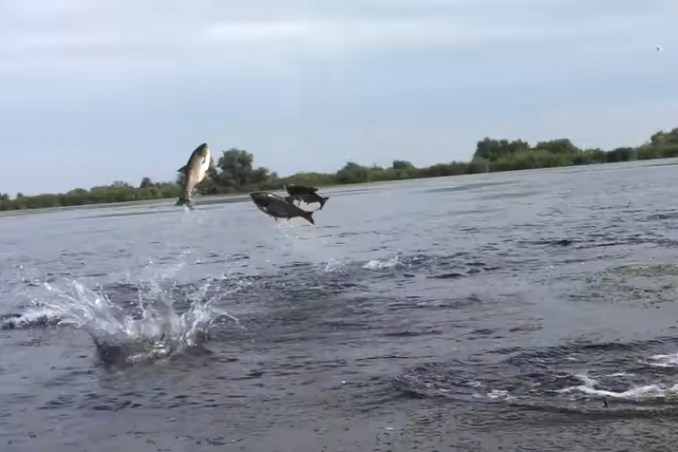 VIDEO - Spectacol în Delta Dunării: Imagini surprinzătoare cu zeci de pești care sar la suprafața apei. „Ia uite, aproape ne-a sărit în barcă!”