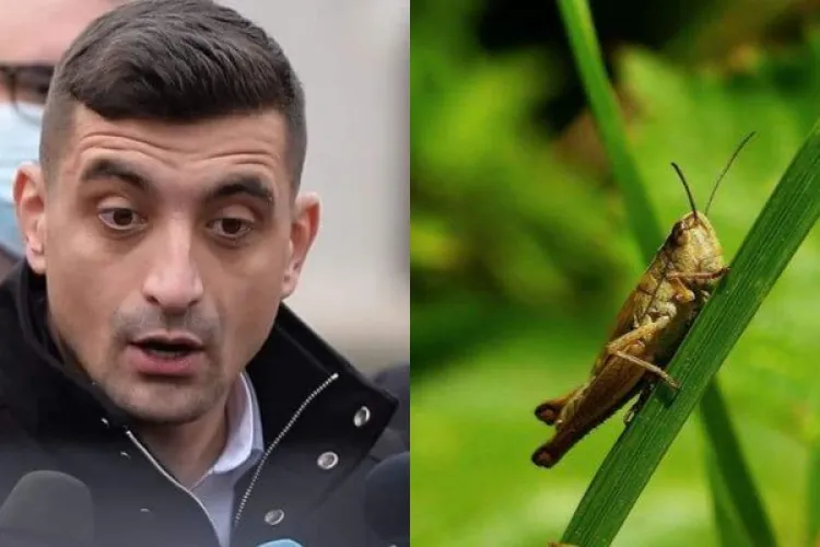 George Simion a depus un proiect de lege care interzice consumul de insecte. Care sunt cele trei insecte aprobate pentru consum în UE