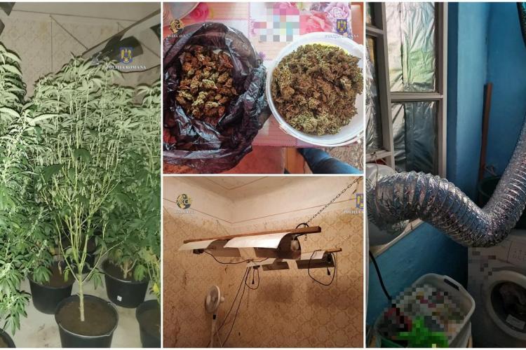 VIDEO/FOTO - Plantație și un laborator de prelucrare a cannabisului, descoperite de DIICOT. Patru indivizi, duși la audieri