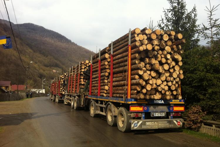 Polițiștii clujeni au dat zeci de amenzi și au confiscat lemn în valoare de peste 10 mii de euro, în doar câteva zile