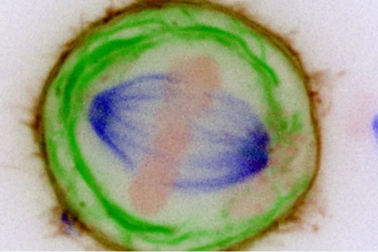 Descoperire revoluţionară în medicină: Un test de sânge care poate detecta cancerul