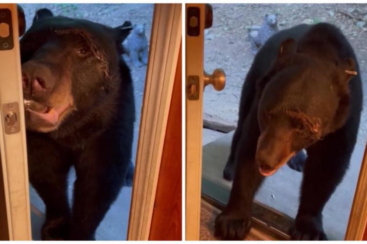 VIDEO - Lecţie de bune maniere, de la un urs: „Închide uşa! Bun băiat”. Imaginile haioase au devenit virale