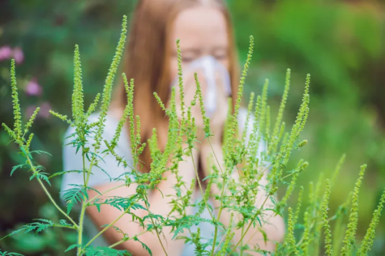 Amendă usturătoare pentru un român cu ambrozie în curte, care nu şi-a curăţat terenul