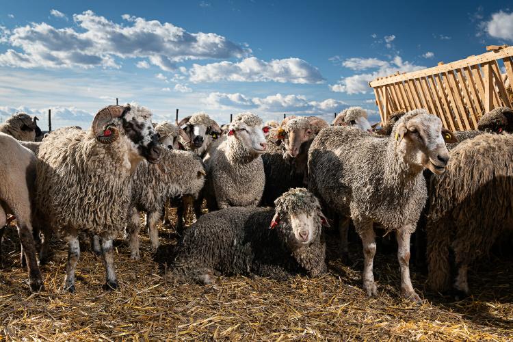 Creșterea animalelor a devenit o afacere proastă pentru fermierii români: „Ori vindem, ori plecăm în țări unde se plătesc subvenții mai mari”