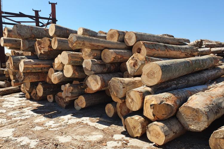 Guvernul interzice exportul de lemn din țară, inclusiv în Uniunea Europeană. Vezi ce țări au acționat la fel, cu mult înaintea României
