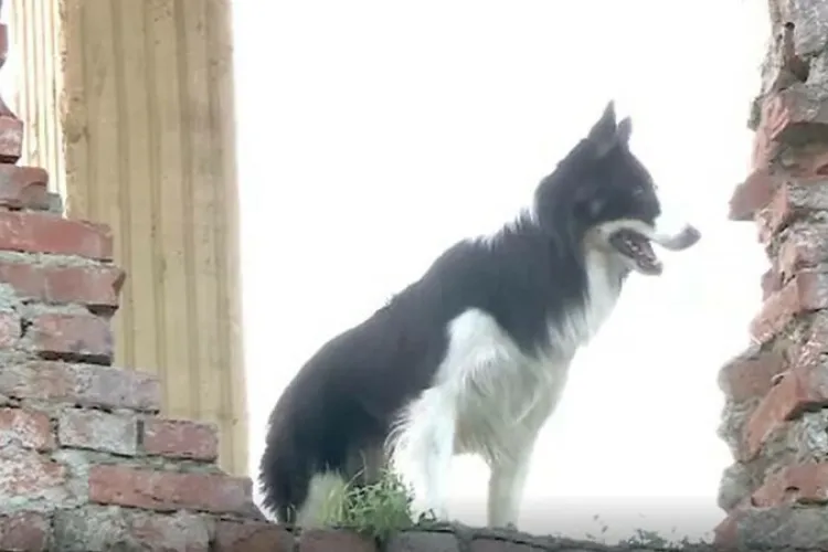 România găzduiește Campionatul Mondial al câinilor de căutare-salvare. Cel mai bătrân participant, un ciobănesc belgian de 11 ani