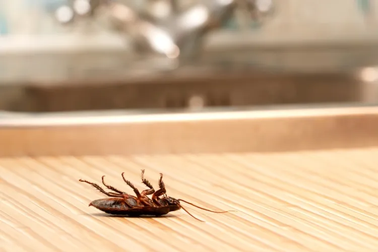 Probleme ale chiriașilor în Cluj: Am gândaci după 3 săptămâni de la mutare. Proprietarul ridică din umeri! Ce să fac?