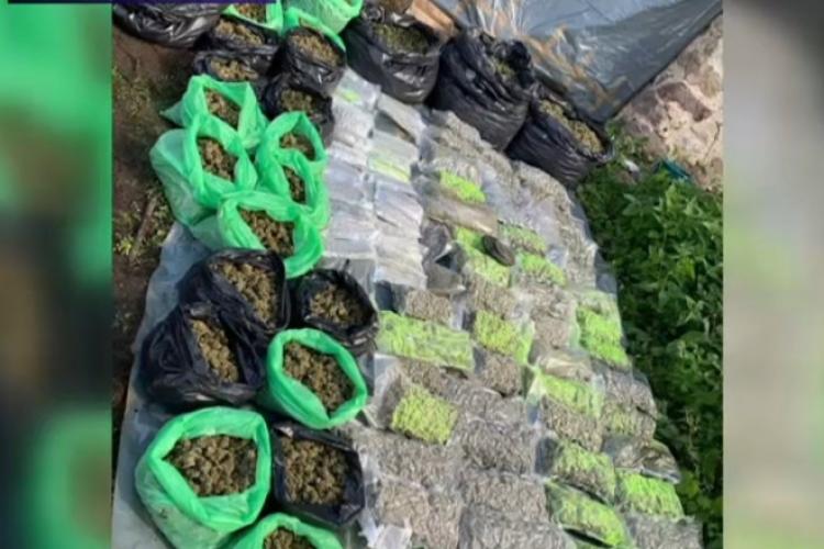 Polițiștii au descoperit o plantație  de cannabis cu zeci de plante care urmau să fie vândute în orașe din vestul României 