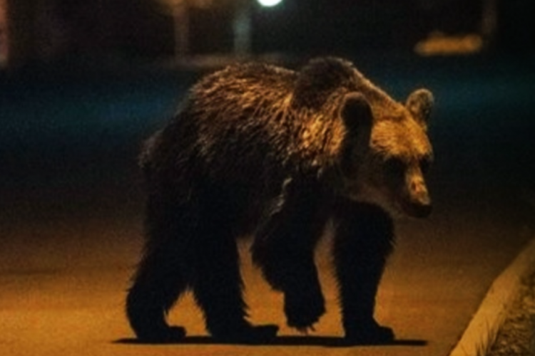 Localnicii unui sat, terorizați din cauza urșilor: „Aproape în fiecare noapte intră ursul în curte, se plimbă prin grădină”