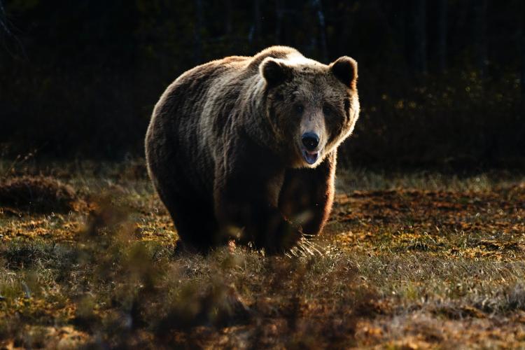 VIDEO. Un bărbat inconștient s-a filmat în pădure în timp ce fugea după un urs: „Băi, Martinel, vino încoace!”