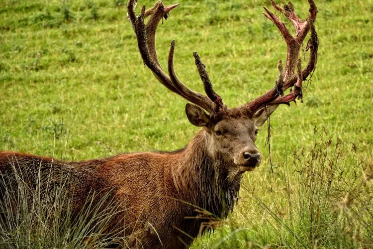 Un cerb impresionant a fost lovit de o mașină în Mureș - VIDEO
