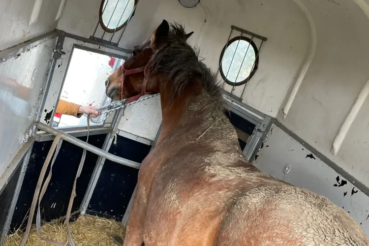 Cal ”confiscat” de polițiștii din Cluj-Napoca, pentru că a fost abandonat și chinuit - FOTO