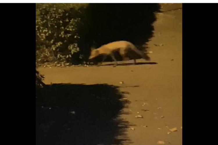 Vulpe filmată intre blocuri in cartierul Mărăști - VIDEO