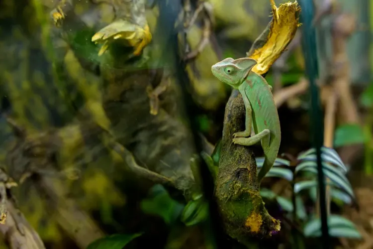 Boa constrictor, pitoni regali şi cameleoni cu un colorit de excepție, într-o expoziţie exotică de reptile, la Iulius Mall Cluj