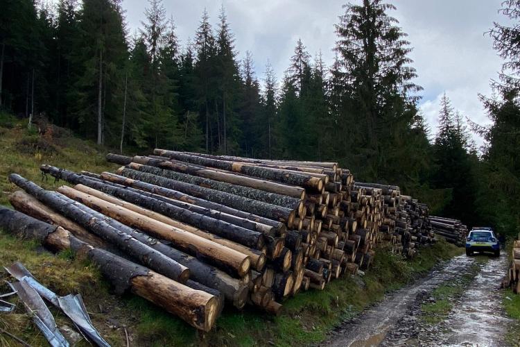Hoți de lemne depistați de polițiști în Beliș
