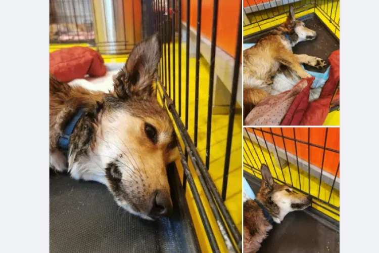 Se caută casă pentru un cățel lovit de mașină: ”Bipedul nu-l mai vrea si a transmis veterinarului să-l eutanasieze”