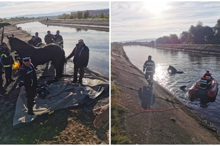 FOTO/VIDEO. Un cal a căzut în canalul betonat Someș, din comuna Gilău. Intervin pompierii!