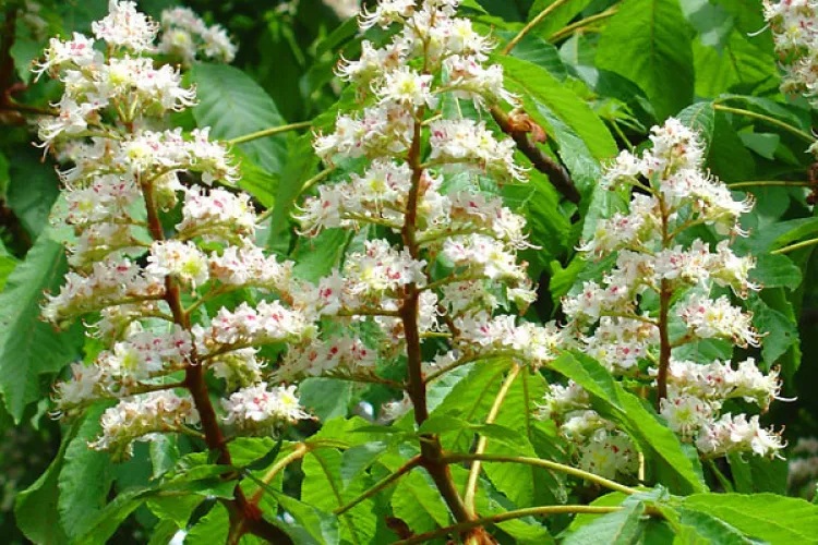 Primăvară în plină toamnă: Copacii din Oradea au înflorit pentru a doua oară în acest an. Ce zic specialiștii 