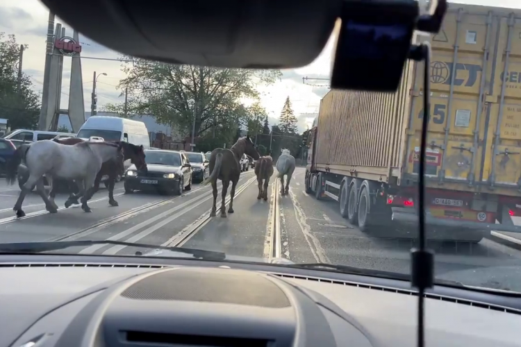 Cinci cai frumoși! O mică herghelie a invadat Bulevardul Muncii - VIDEO