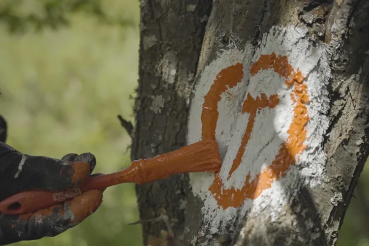 Se deschide oficial traseul Via Transilvanica, realizat de frații Ușeriu și Tășuleasa Social