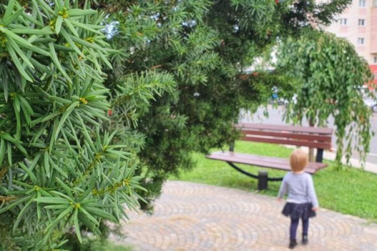 Plantă otrăvitoare, în mijlocul unui loc de joacă din Sibiu! Autoritățile nu vor să o taie pentru că este monument al naturii