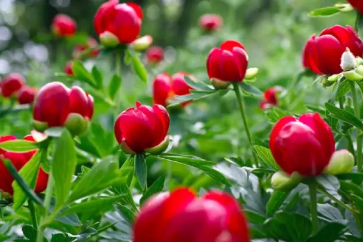 Bujorul a fost declarat Floarea Naţională a României