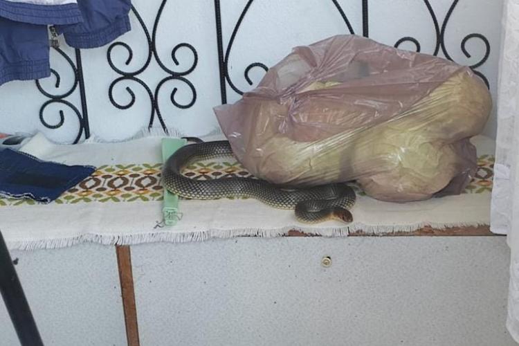 FOTO - Un șarpe de 2 metri, găsit într-o locuință, de un echipaj de jandarmi: „Avem un șarpe în casă! Vă rog să trimiteți pe cineva aici!”