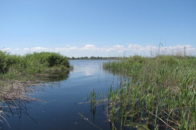 Peisaj dezolant în Delta Dunării: Șase lacuri au secat complet, iar alte zeci sunt pe cale să dispară