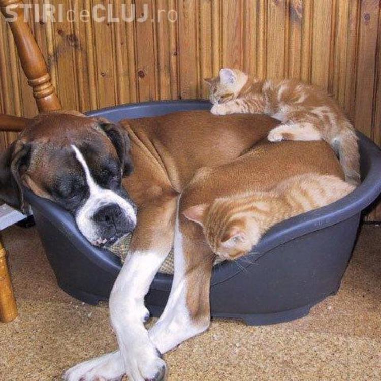 Fara Acordul Vecinilor Clujenii Mai Pot Tine Cel Mult Doua Animale De Companie In Apartament Stiri De Cluj