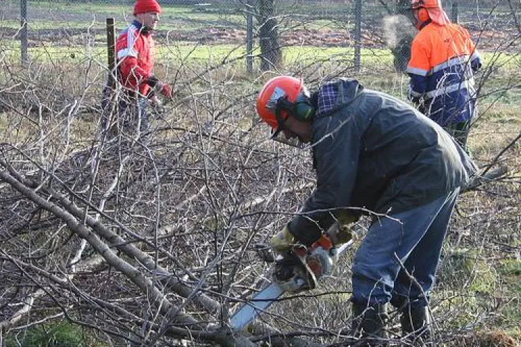 Austriecii cauta 200 de muncitori in silvicultura