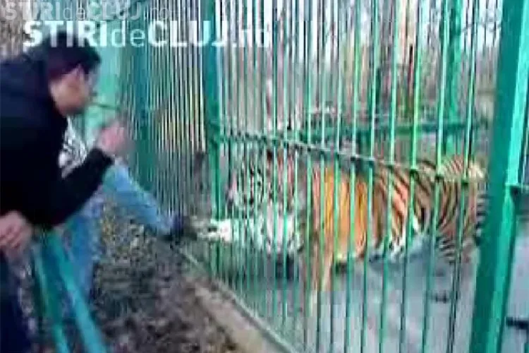 Un barbat din Sibiu a fost atacat de un tigru. Piciorul tanarului a fost sfartecat - VIDEO
