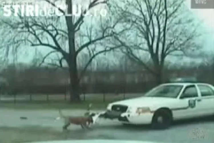 Caine "arestat" in SUA pentru ca a atacat o masina de politie