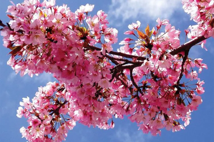 Din week-end vine primavara, pana atunci va ninge si va fi ger