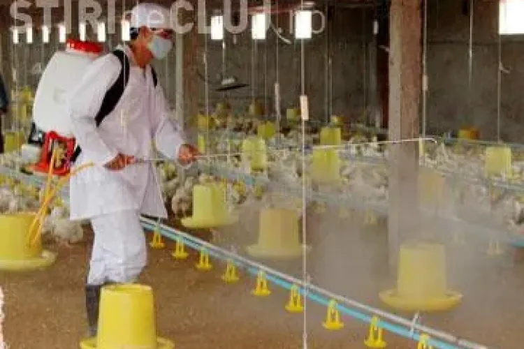 Suspiciune de gripa aviara intr-un sat din judetul Tulcea