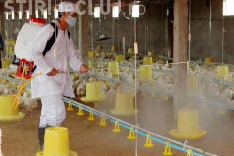 Gripa aviara revine. Un nou focar a fost identificat in comuna Letea, judetul Tulcea