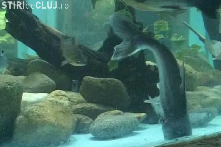 Piranha si Pangasius- succes garantat la USAMV Cluj! 300 de clujeni au venit sa ii vada
