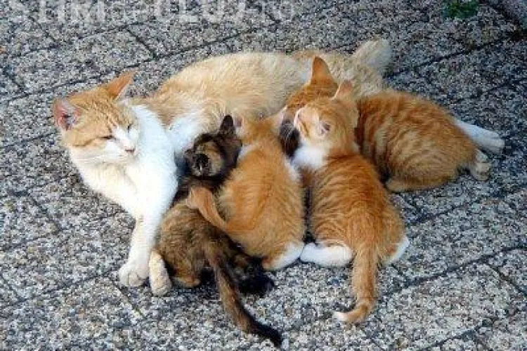 O pisica a fatat in sala de conferinte de presa a Guvernului