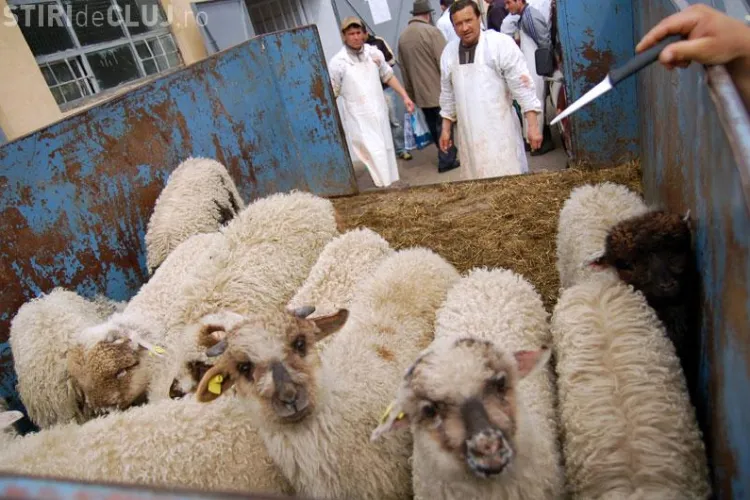 Carnea de miel va costa de Paste, intre 18 si 20 de lei kilogramul in viu