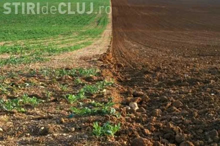 80.000 de hectare de teren arabil, abandonate in judetul Cluj