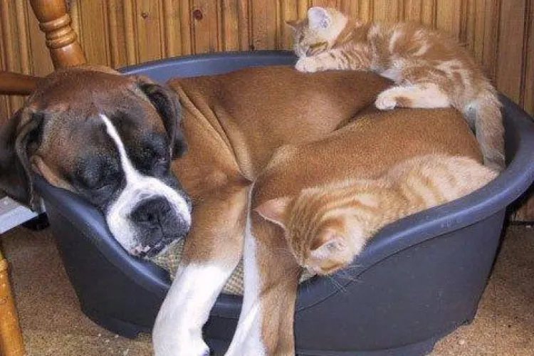 Fara acordul vecinilor, clujenii mai pot tine cel mult doua animale de companie in apartament