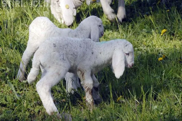 Cinci puncte temporare de sacrificare a mieilor sunt deschise in judet